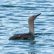 Plongeon catmarin