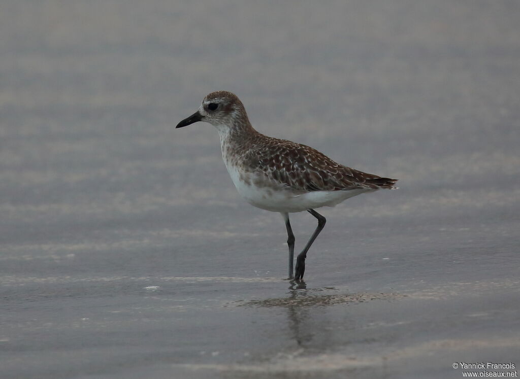 Grey Ploveradult post breeding, identification, aspect