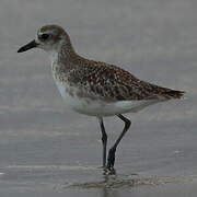 Grey Plover