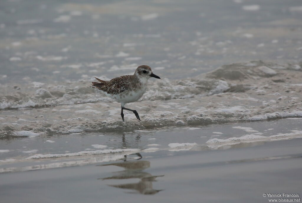 Grey Ploveradult post breeding, habitat, aspect, walking