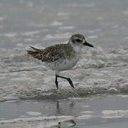 Grey Plover