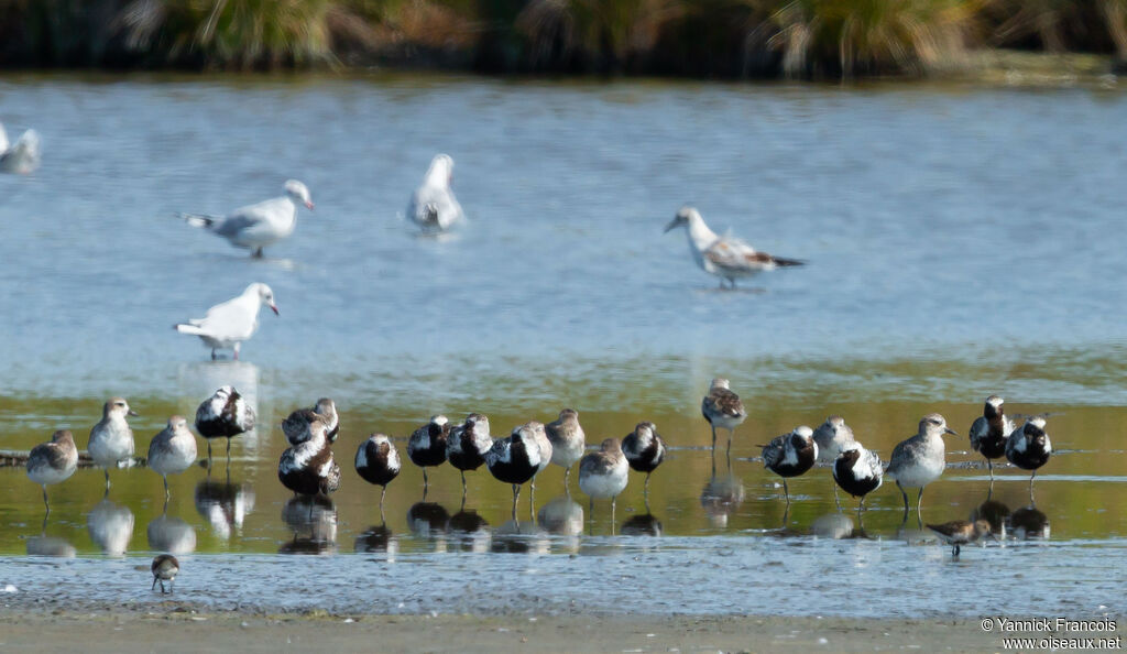 Grey Ploveradult, habitat