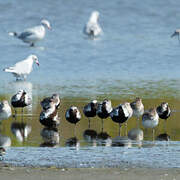 Grey Plover