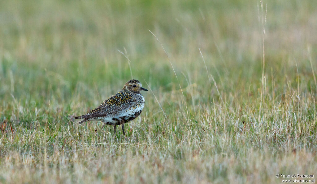 European Golden Plover female adult breeding, habitat, aspect