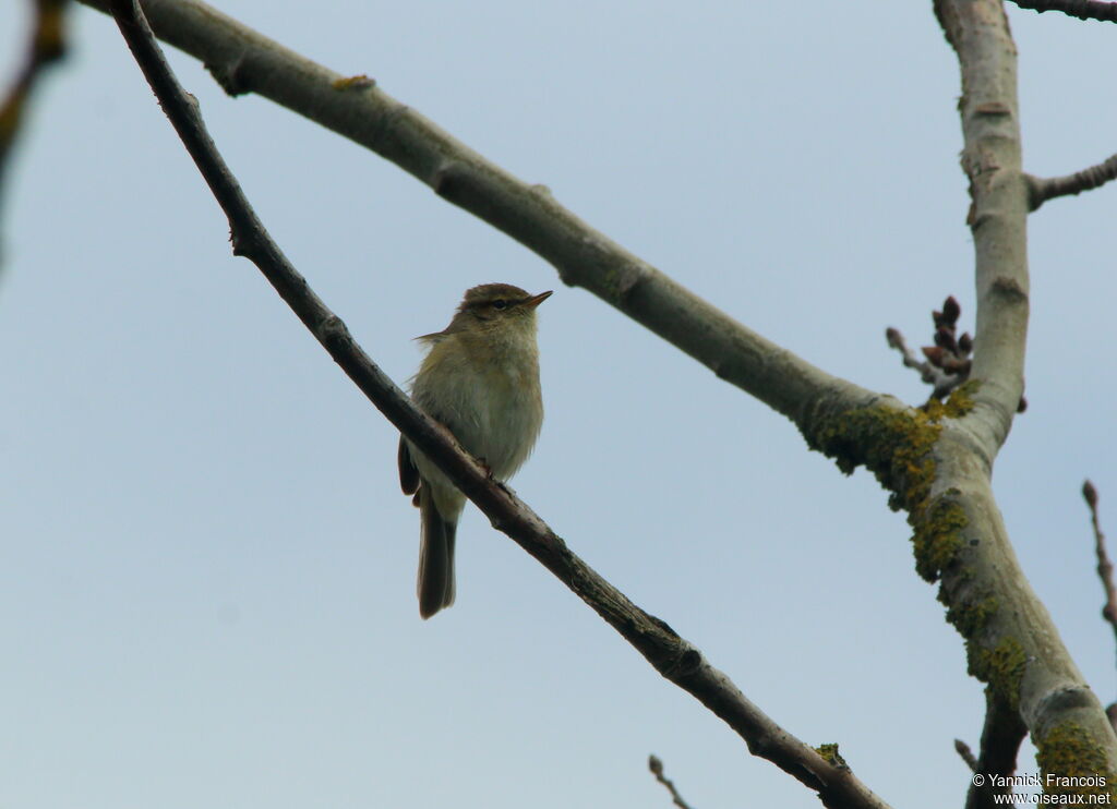 Common Chiffchaffadult, identification, aspect