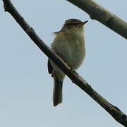 Common Chiffchaff