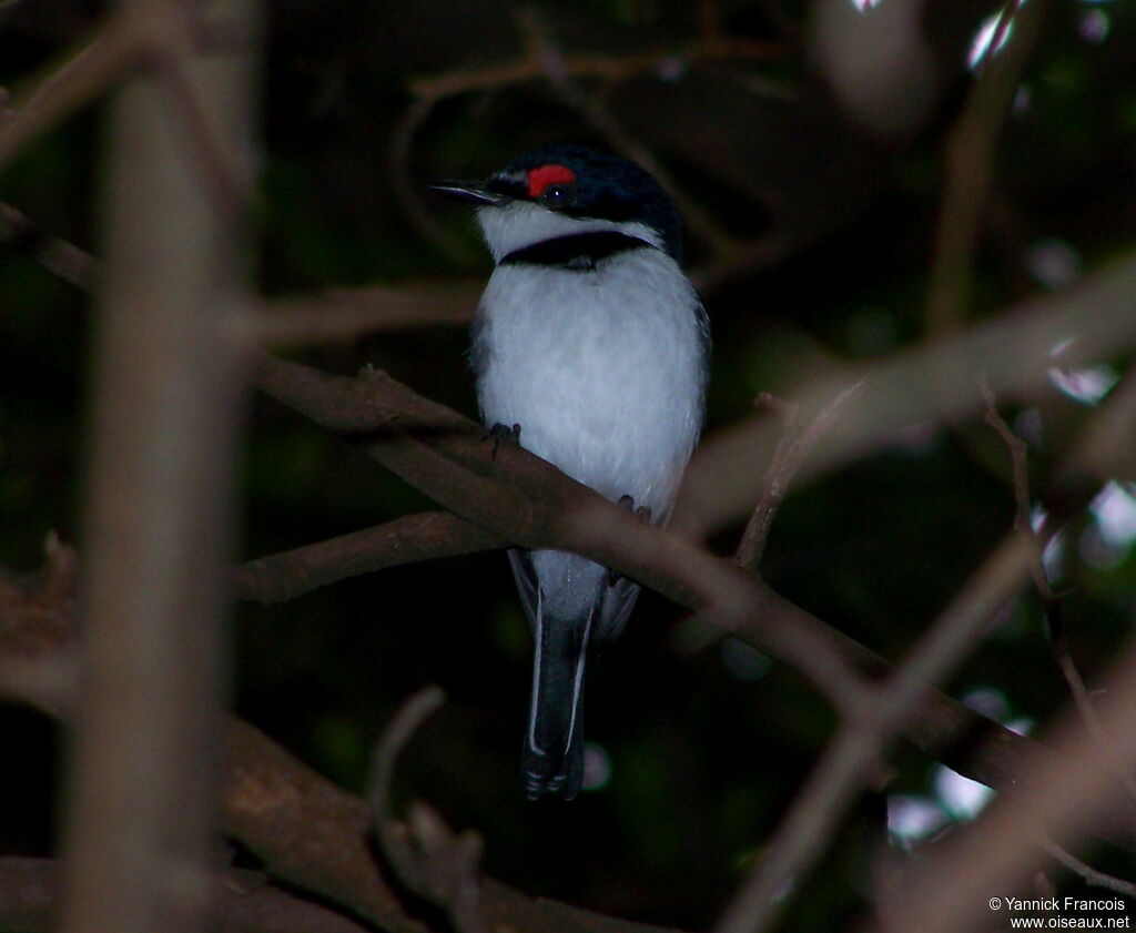 Black-throated Wattle-eye male adult breeding, identification, aspect