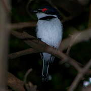 Black-throated Wattle-eye