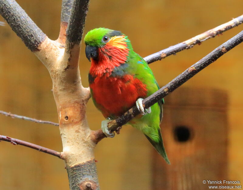 Edwards's Fig Parrot male adult, identification, aspect