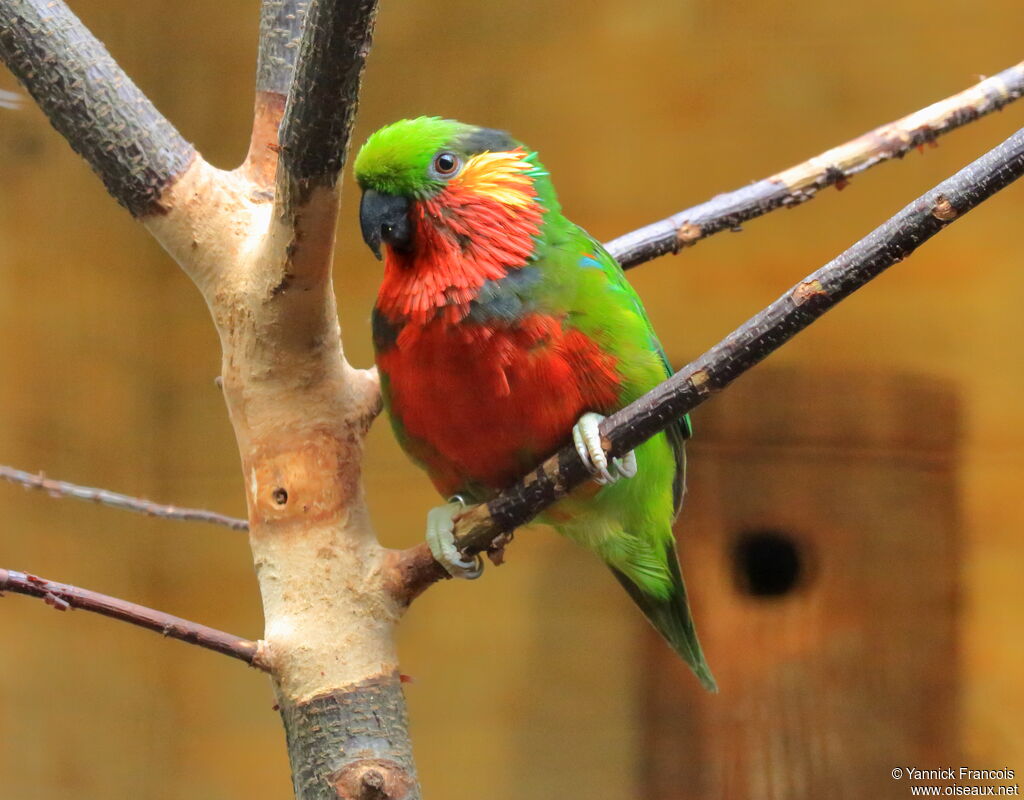 Edwards's Fig Parrot male adult, identification, aspect