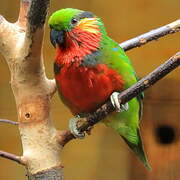 Edwards's Fig Parrot