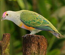 Rose-crowned Fruit Dove