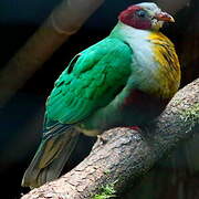 Yellow-breasted Fruit Dove
