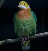 Pink-spotted Fruit Dove