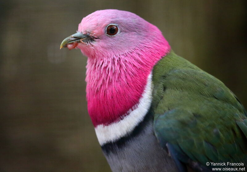 Pink-headed Fruit Dove male adult, close-up portrait, aspect