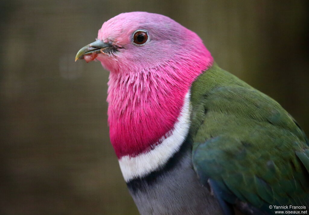 Pink-headed Fruit Dove male adult, close-up portrait, aspect