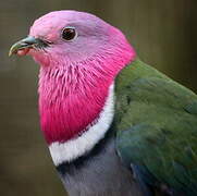 Pink-headed Fruit Dove