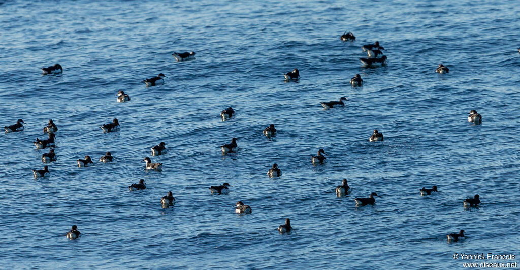 Puffin des Anglais, habitat, composition, nage