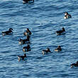 Puffin des Anglais