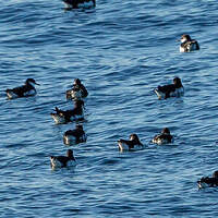 Puffin des Anglais