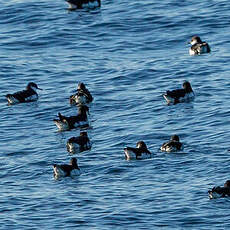 Puffin des Anglais