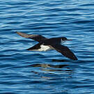Puffin des Anglais