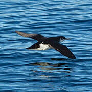 Puffin des Anglais