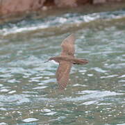 Galapagos Shearwater