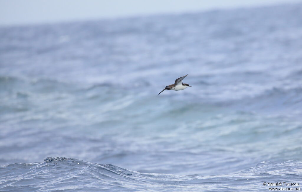 Puffin des Galapagosadulte, composition, Vol