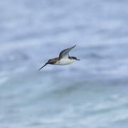 Galapagos Shearwater