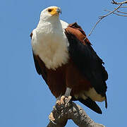 African Fish Eagle