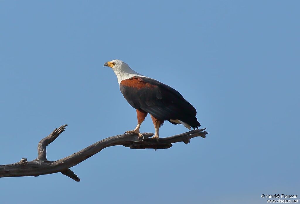 African Fish Eagleadult, habitat, aspect