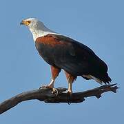 African Fish Eagle