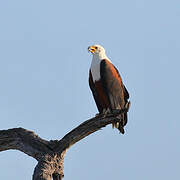 African Fish Eagle