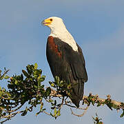 African Fish Eagle