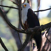 African Fish Eagle