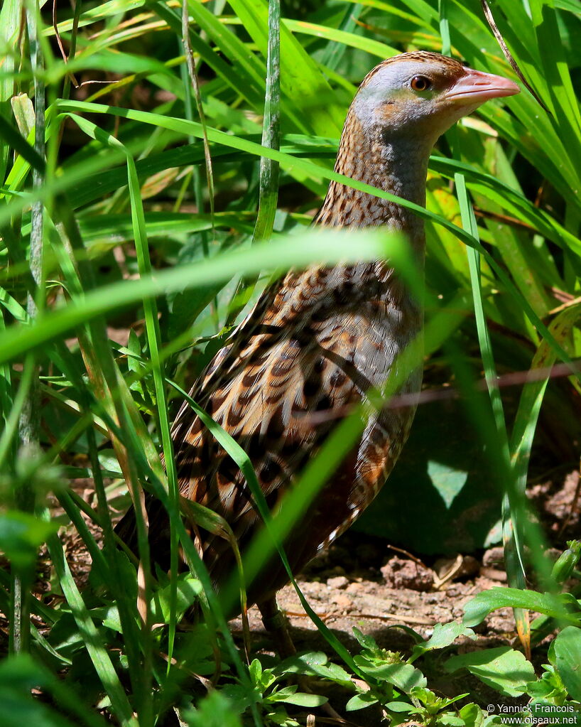 Corn Crakeadult, close-up portrait, aspect