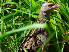 Corn Crake