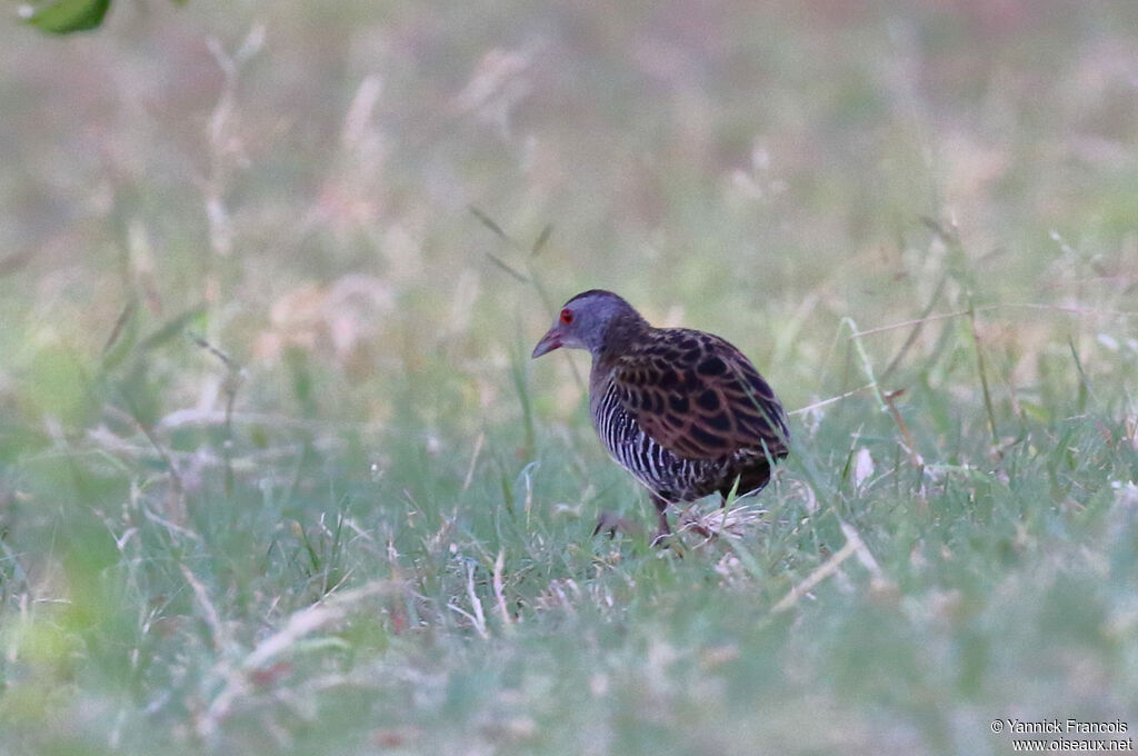 African Crake