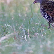 African Crake