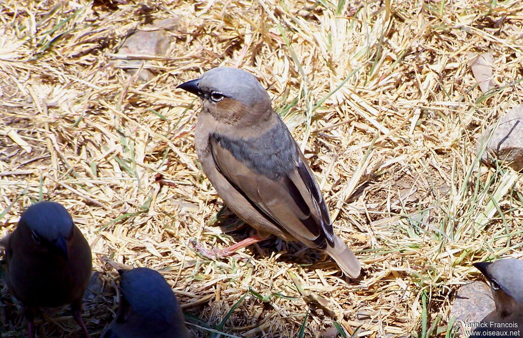 Grey-capped Social Weaveradult, identification, aspect