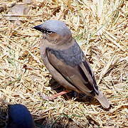 Grey-capped Social Weaver