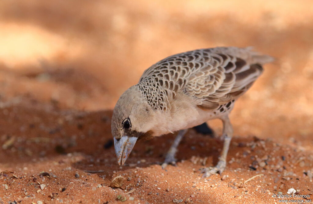 Sociable Weaveradult, identification, aspect, eats