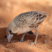 Sociable Weaver