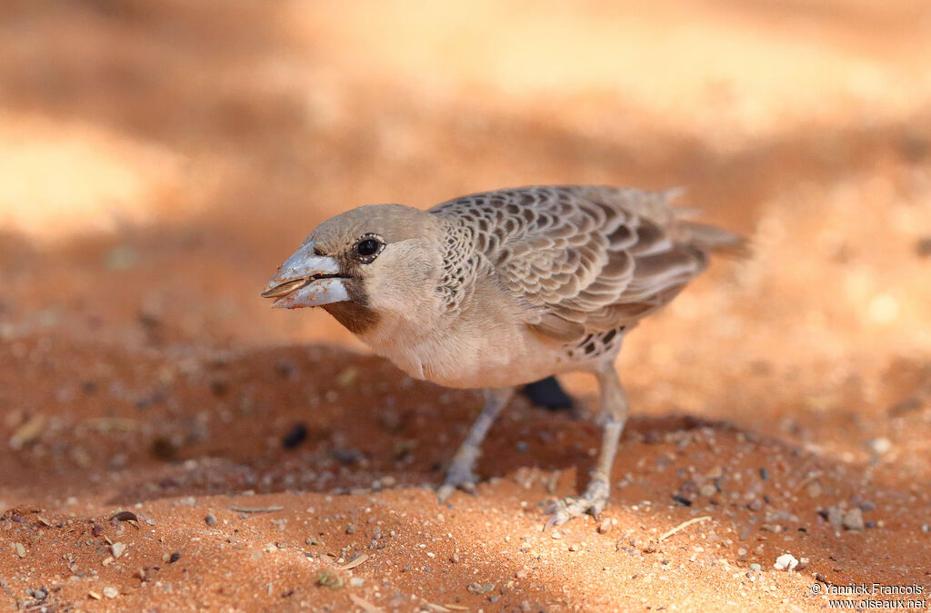 Sociable Weaveradult, identification, aspect, eats