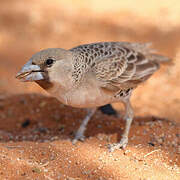 Sociable Weaver