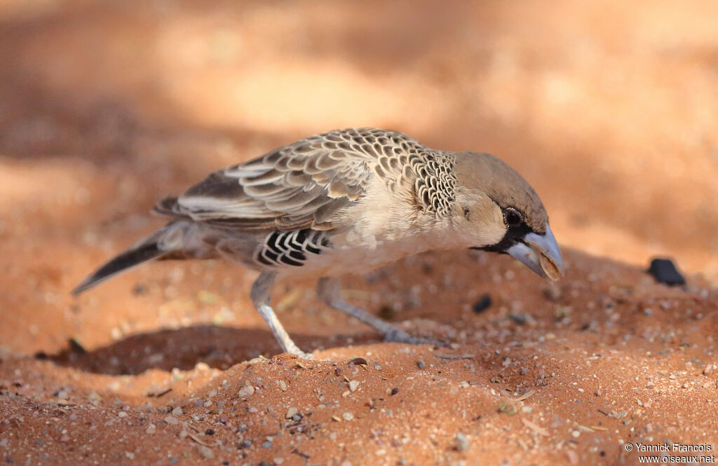 Sociable Weaveradult, identification, aspect, eats