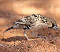 Sociable Weaver