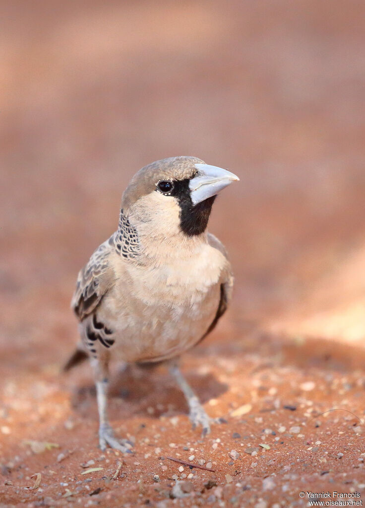 Sociable Weaveradult, close-up portrait, aspect