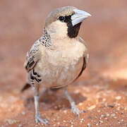 Sociable Weaver